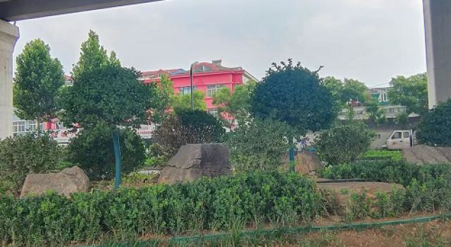 專班對寶山路昌國路段綠化苗木清理工作進(jìn)行檢查