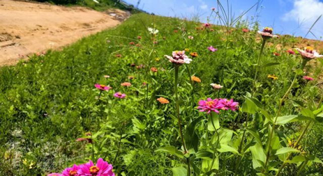 “盎然生機漫山野”----濟微高速一標(biāo)段邊坡防護見成效
